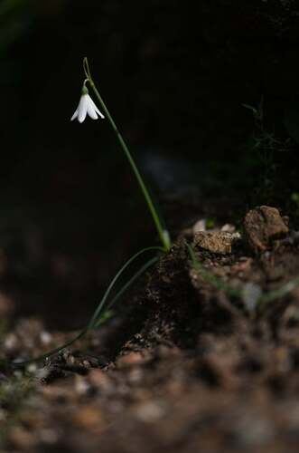 Corsican Snowflake (Acis longifolia)