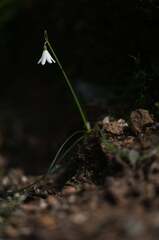 Long-leaved Snowflake (Acis longifolia)
