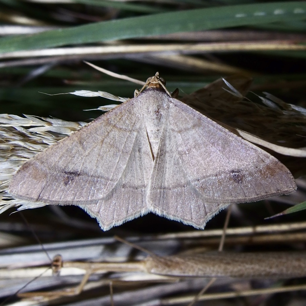 Macaria everiata