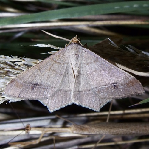 Macaria everiata