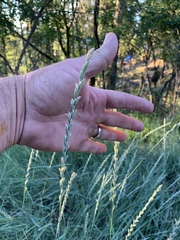 Thinopyrum intermedium intermedium