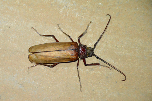 Macrotoma gracilipes