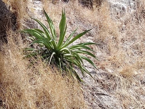 Agave hookeri K.Koch