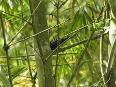 Cercomacra nigricans