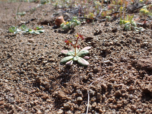 Image of Centrostegia thurberi by (c) Neal Kelso, some rights reserved (CC BY)
