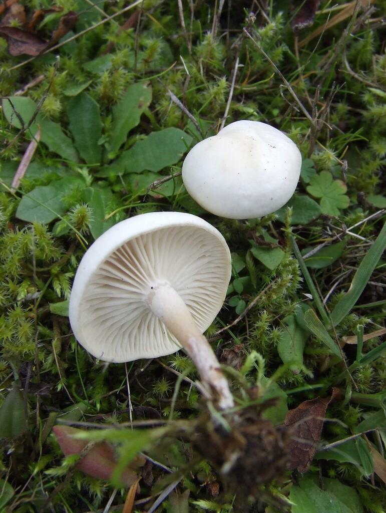 Clitocybe sp. 'rivulosa-PNW02'