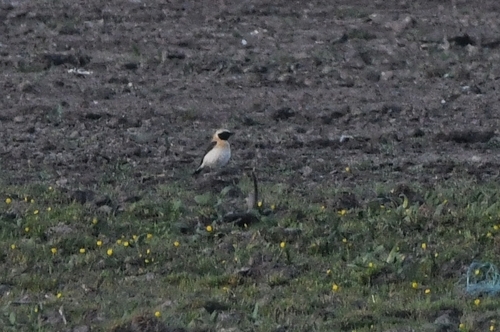 Eastern Black-eared Wheatear, 20600 Furiani, France, photo 8 of 10