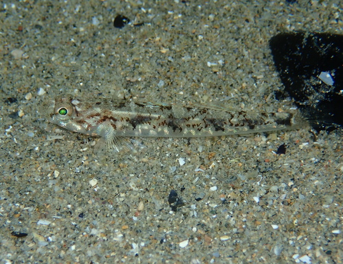 Painted Goby