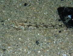 Pomatoschistus pictus