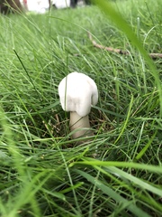 Leucoagaricus leucothites