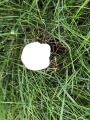 Leucoagaricus leucothites