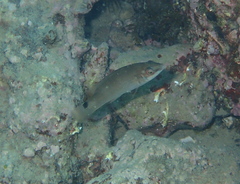 Ctenolabrus rupestris