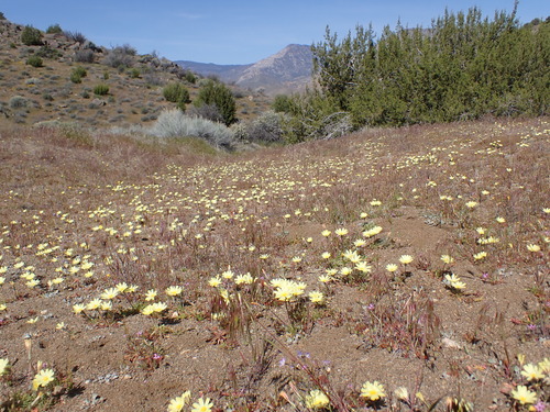 Image of Scale Bud (Anisocoma acaulis) by (c) Neal Kelso, some rights reserved (CC BY)