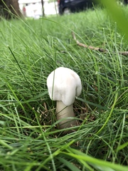 Leucoagaricus leucothites