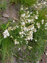 Silene douglasii