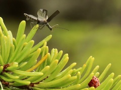 Dichelotarsus piniphilus