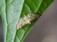 Blepharomastix ranalis