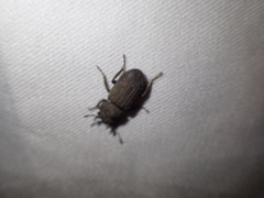 Velutinodorcus carinulatus