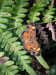 Phyciodes tharos