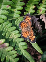 Phyciodes tharos