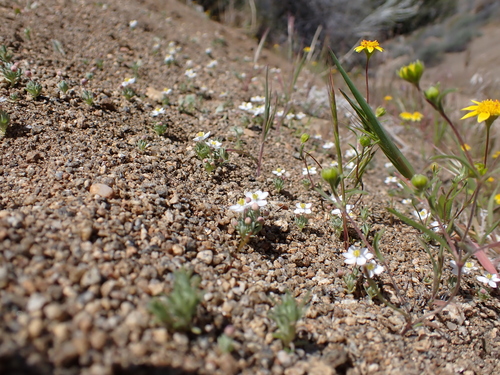 Image of White Pygmy-Poppy (Canbya candida) by (c) Neal Kelso, some rights reserved (CC BY)