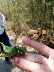 Neobarrettia spinosa