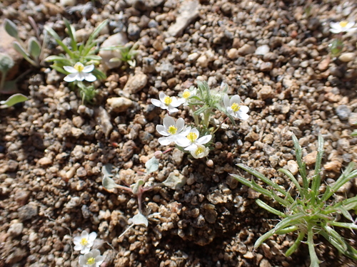 Image of White Pygmy-Poppy (Canbya candida) by (c) Neal Kelso, some rights reserved (CC BY)