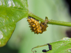 Dalceridae