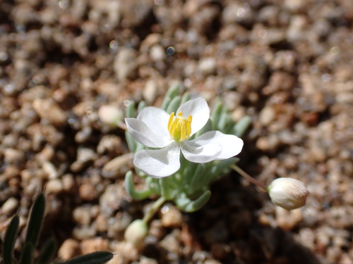 Image of White Pygmy-Poppy (Canbya candida) by (c) Neal Kelso, some rights reserved (CC BY)