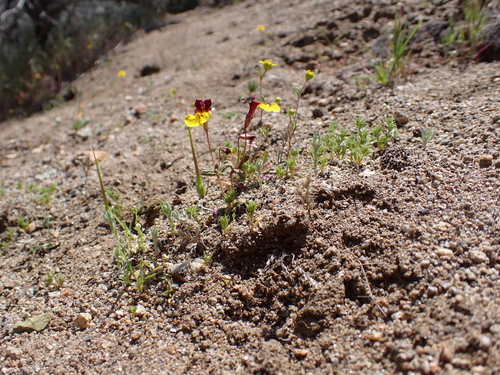 Kelso Creek monkeyflower (Erythranthe shevockii)