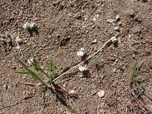 Image of Canbya candida by (c) Neal Kelso, some rights reserved (CC BY)