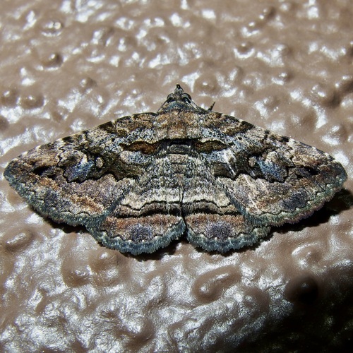 Zaleops umbrina photo 5