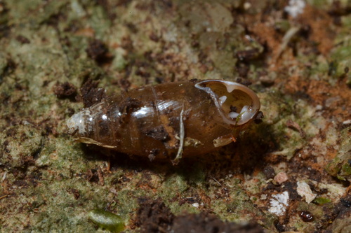 Three-toothed Moss-snail