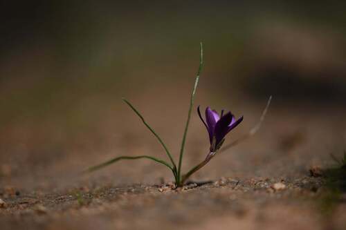Romulea requienii