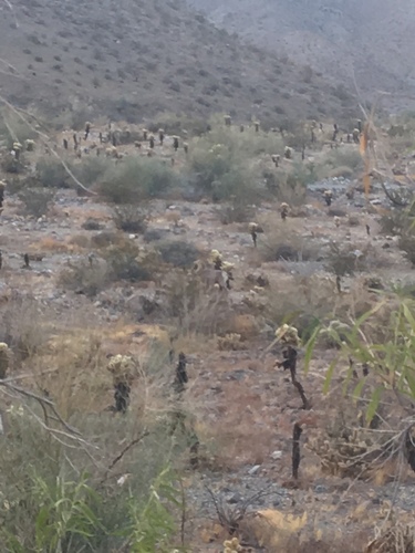 iNaturalist observation photo of Desert Bighorn Sheep