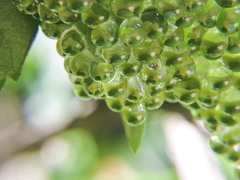 Agalychnis dacnicolor