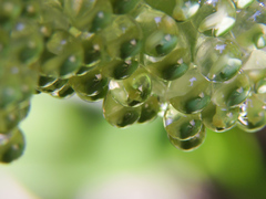 Agalychnis dacnicolor