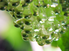 Agalychnis dacnicolor