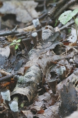 Trichoderma latizonatum