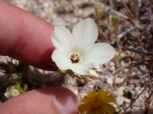 Image of Linanthus parryae by (c) Neal Kelso, some rights reserved (CC BY)
