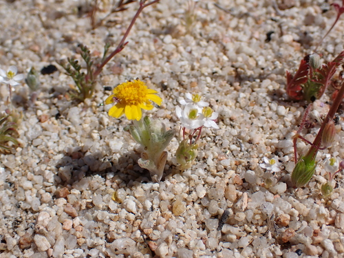 White pygmypoppy (Canbya candida)