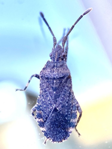 Vazquezitocoris repletus