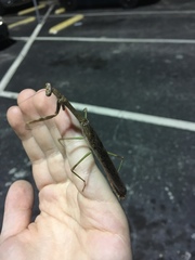 Stagmomantis floridensis