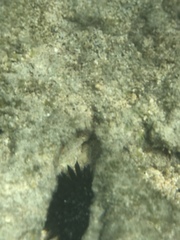 Echinometra oblonga
