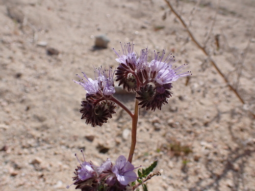 Phacelia tanacetifolia