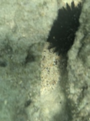 Echinometra oblonga