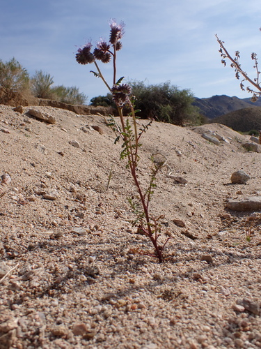 Phacelia tanacetifolia