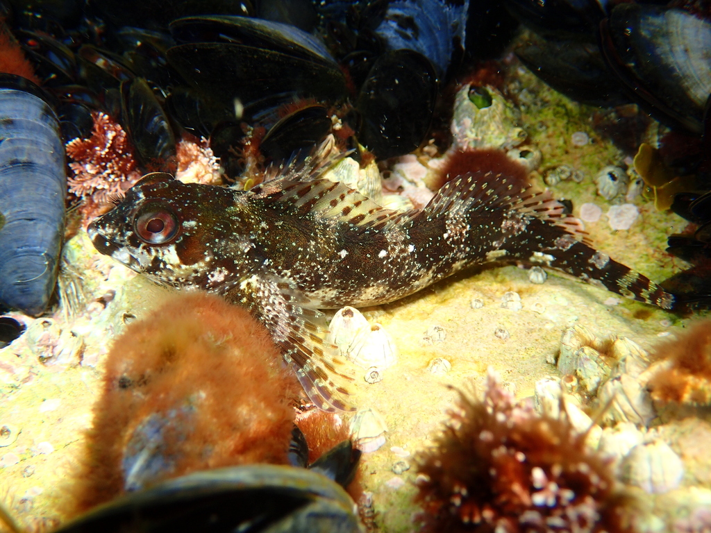Trigloid blenny