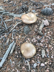 Suillus lakei