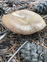 Suillus lakei